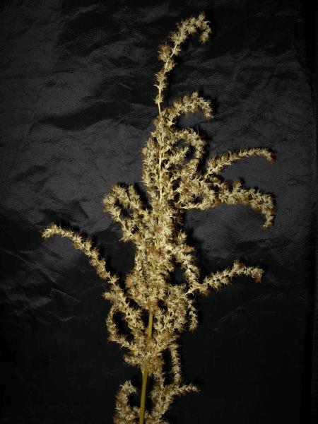 med_gallery_643221_5599_407738.jpg