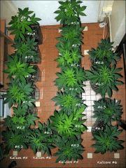 Mâles IMG 6820b