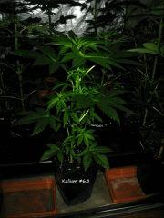 Kalium #6.3