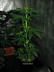 Kalicore #6.4