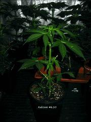 Kalicore #6.10