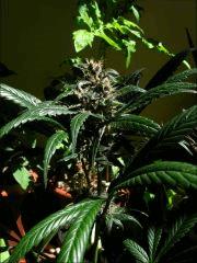 Kalium #5.4 - Macro 01