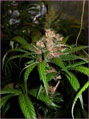 Kalium 5.4 - Flo +70