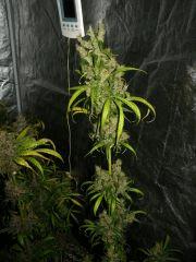 KC6.4