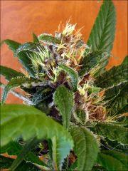 Kalium #5.4 - Macro 07