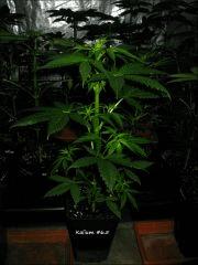 Kalium #6.5