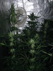 Box Flo - 46eme jour de 11/13