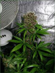 Kalium 6.5 - Flo +70