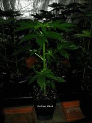 Kalium #6.4