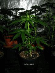 Kalicore #6.2
