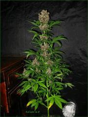Kalium 6.5 - 60ème jour De 11/13