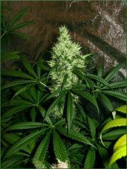 Kalium 6.4 - Flo +70