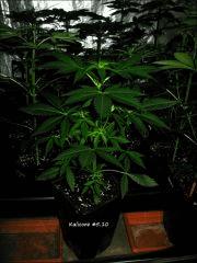 Kalicore #5.10