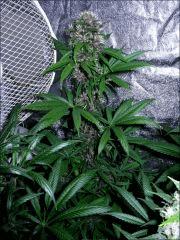 Kalium 6.5 - 56eme jour de 11/13