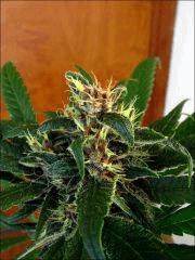 Kalium #5.4 - Macro 06