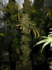 KC6.10