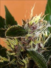 Kalium #5.4 - Macro 10
