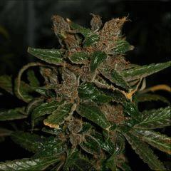 Cristallisation Kc6.10
