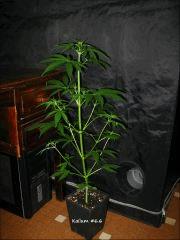 Kalium #6.6 - 25ème jour de 11/13