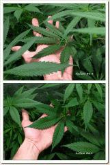 Feuilles & Folioles - Kalium #5.4 & Kalium #6.4