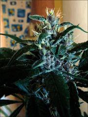 Kalium #5.4 - Macro 05
