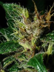 Kalium #5.4 - Macro 11