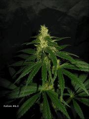 Kalium #6.2 - 41ème jour de 11/13