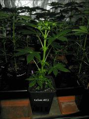 Kalium #5.1