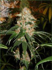 Kalium 6.2 - Flo +70