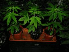 Kalium #6.7, #6.8 & #6.9