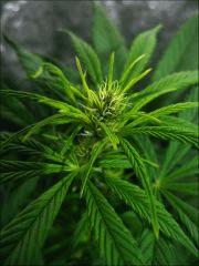 Kalium #6.5  - Pistils colorés