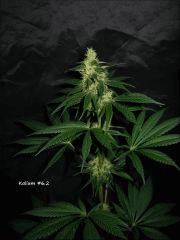 Kalium #6.2 - 41ème jour de 11/13