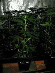 Kalium #5.4