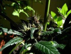 Kalium #5.4 - Macro 04