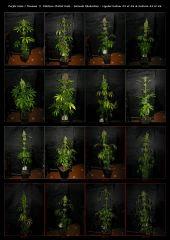 Tableau Family - Kalium Et Kalicore -  Lignées #5 Et #6 (flo +74) - Plantes entières