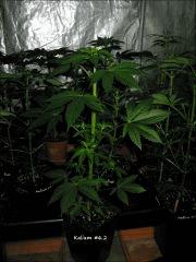 Kalium #6.2