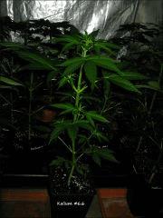Kalium #6.6