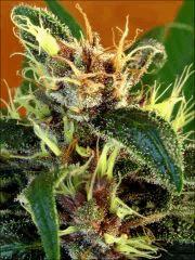 Kalium #5.4 - Macro 09