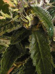 Kalium #5.4 - Macro 12