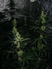 Box Flo - 46eme jour de 11/13