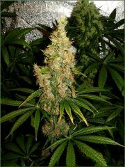 Kalium 6.3 - Flo +70