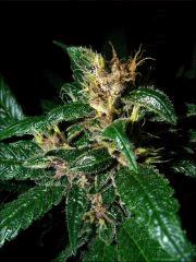 Kalium #5.4 - Macro 08