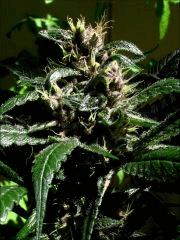 Kalium #5.4 - Macro 02