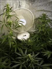 Box Flo +40j - Sativa,Indica, Intermédiaire