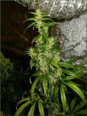 Kalium 6.6 - Flo +70