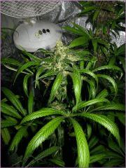 Kalium 5.1 - Flo +70