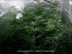 Session 2017 - Purple Haze / Panama  X  Pakistan Chitral Kush - 2eme génération - Flo +29jours