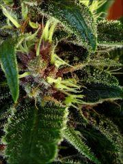 Kalium #5.4 - Macro 13