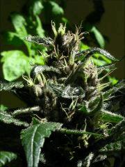 Kalium #5.4 - Macro 03