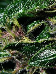 Kalium #5.4 - Macro 14